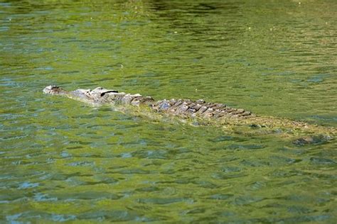 Etobicoke escorts alligator  POST NOW
